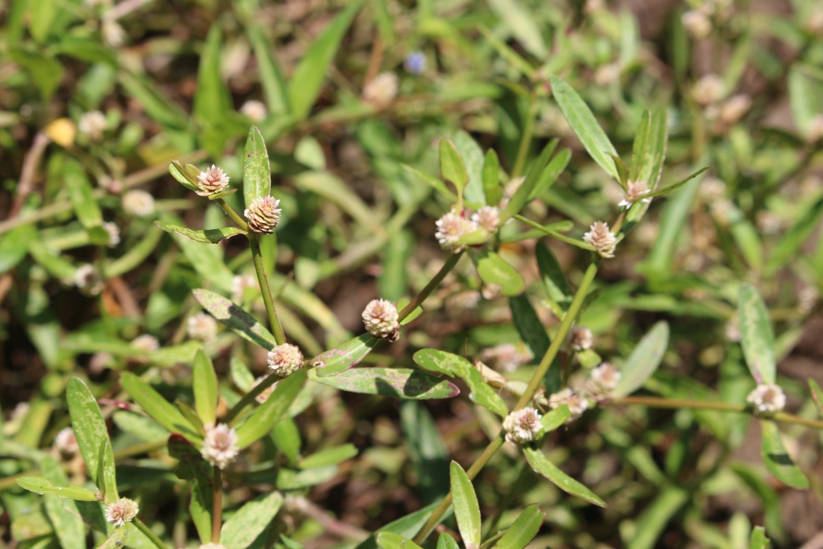 Alternanthera sessilis (L.) R.Br. ex DC.